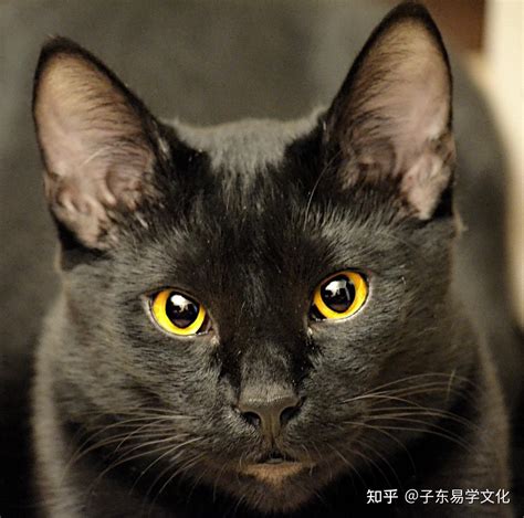 黑猫进屋万字|家里进黑猫代表什么，改怎么办？